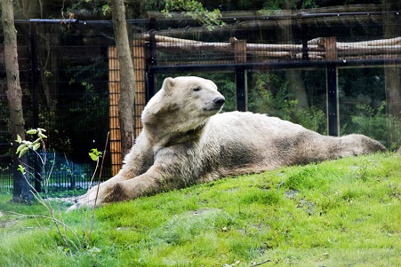 オランダ フリースラント アクア動物園のフェリックスとネヌの近況 欧州域内の担当者の集まりでの刺激 Polarbearology Conjectaneum