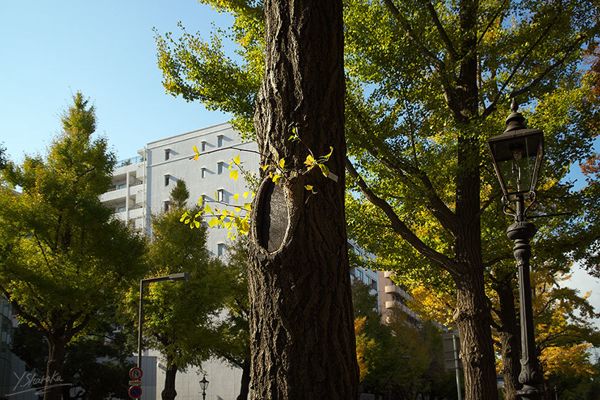 山下公園とダイヤモンド・プリンセスNo1_f0344614_23013435.jpg