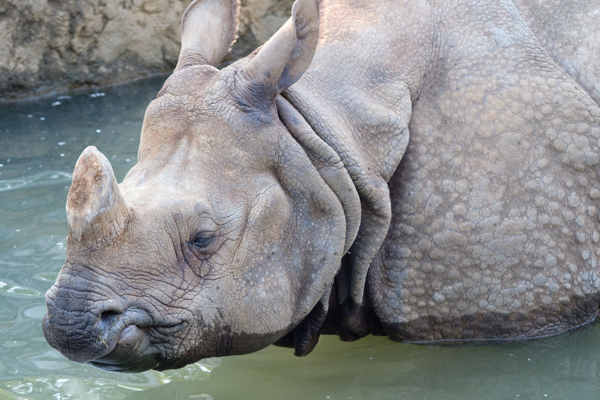 多摩動物公園　　X-T20でロッコール90mmF4をテスト_b0061717_15122186.jpg