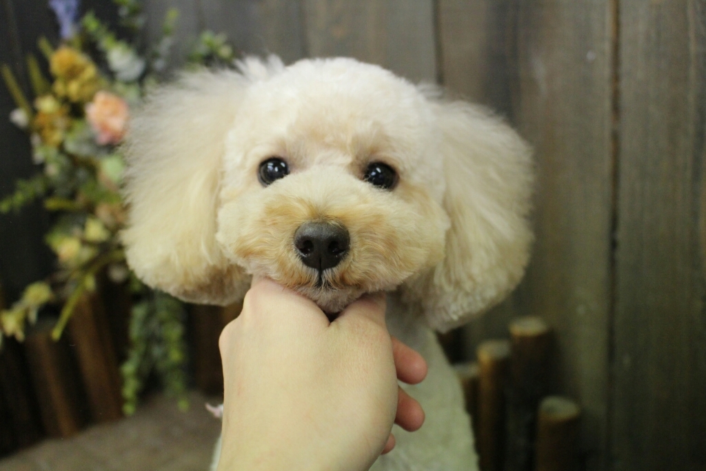 11月5日ご来店のわんちゃんです！！_b0130018_21002240.jpg