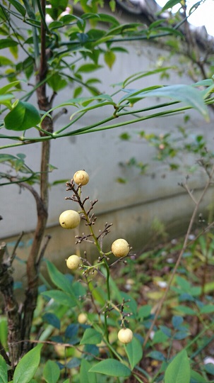 f0228619_17435159.jpg