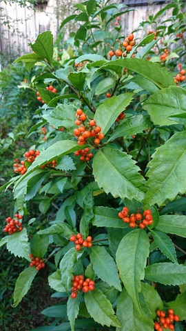 f0228619_17464511.jpg