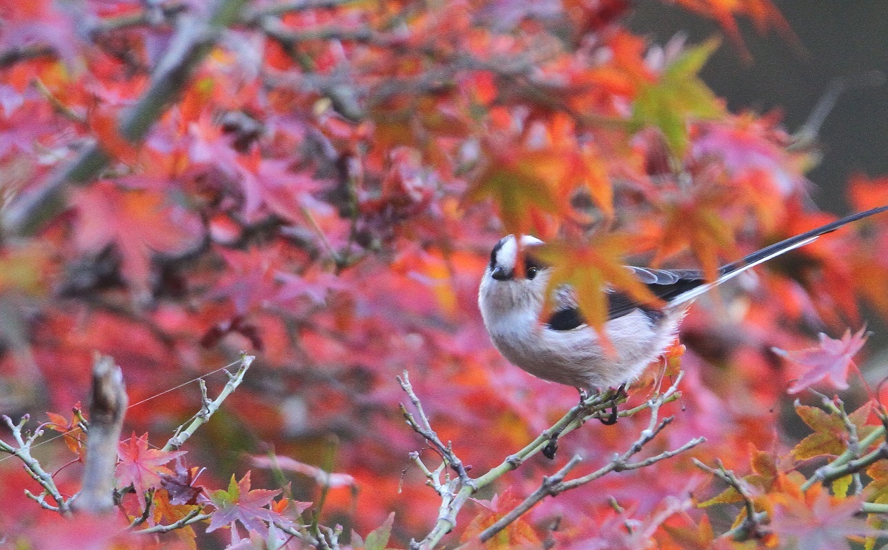 エナガと紅葉_f0364220_18352262.jpg