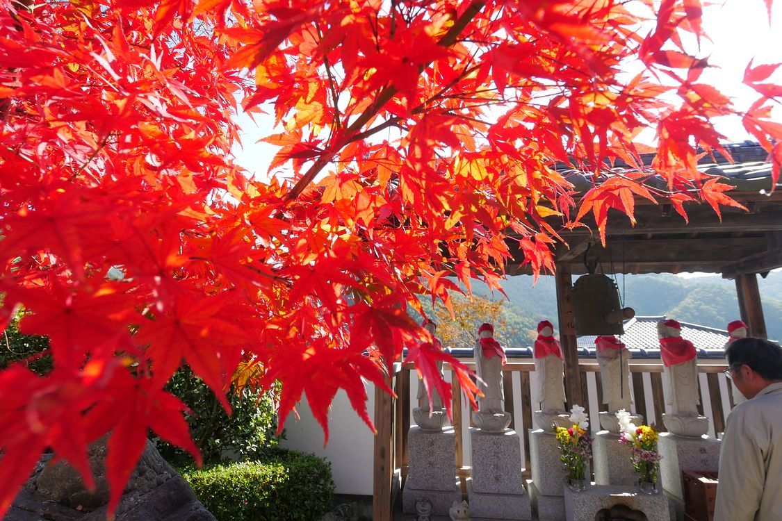 床もみじの宝徳寺は枯山水の石庭も見どころ♪_a0031821_15255100.jpg