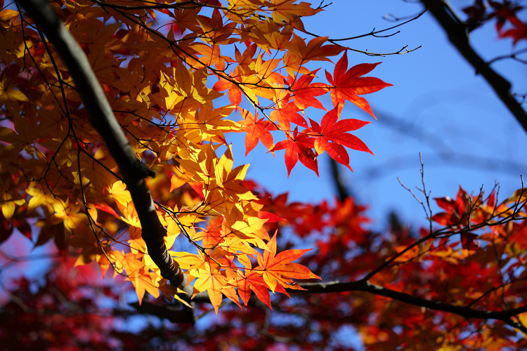 紅葉の醍醐 －勧修寺－ _b0169330_15415629.jpg