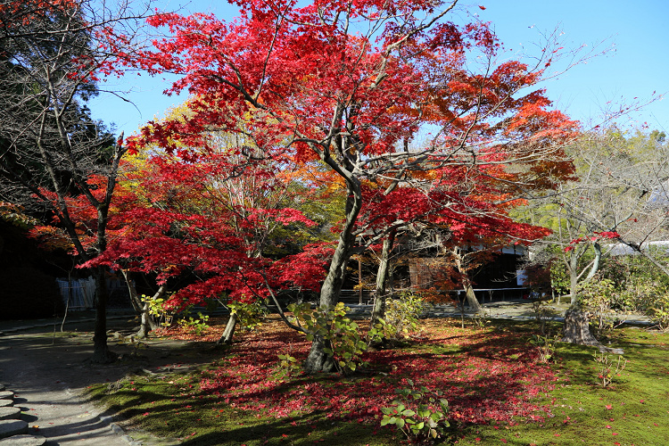 紅葉の醍醐 －勧修寺－ _b0169330_1585665.jpg