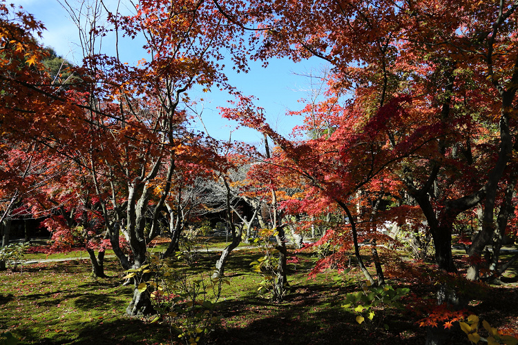 紅葉の醍醐 －勧修寺－ _b0169330_8424411.jpg