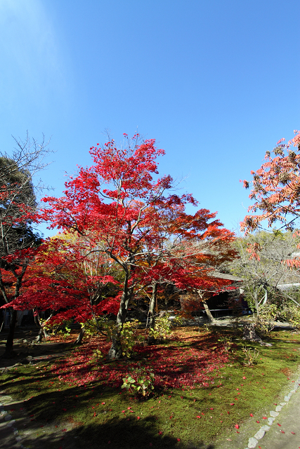 紅葉の醍醐 －勧修寺－ _b0169330_8425350.jpg