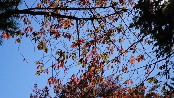 e0137130_21381366.jpg
