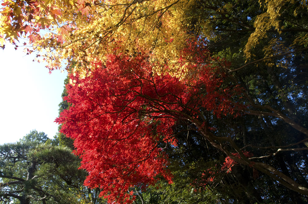 2010年11月28日、成田山の紅葉・後編 (改訂版）_e0367330_1721062.jpg