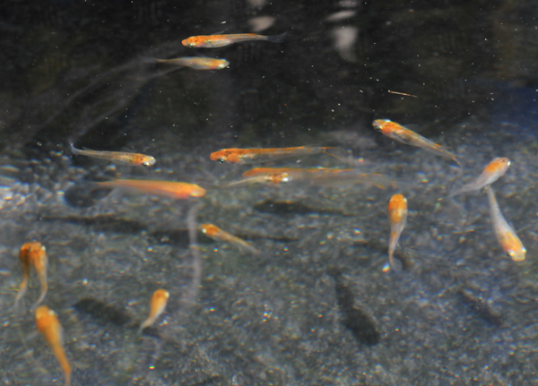 e0097534_16531256.jpg