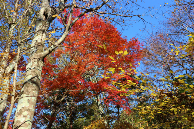 男池にて紅葉散策！　_e0272335_53605.jpg