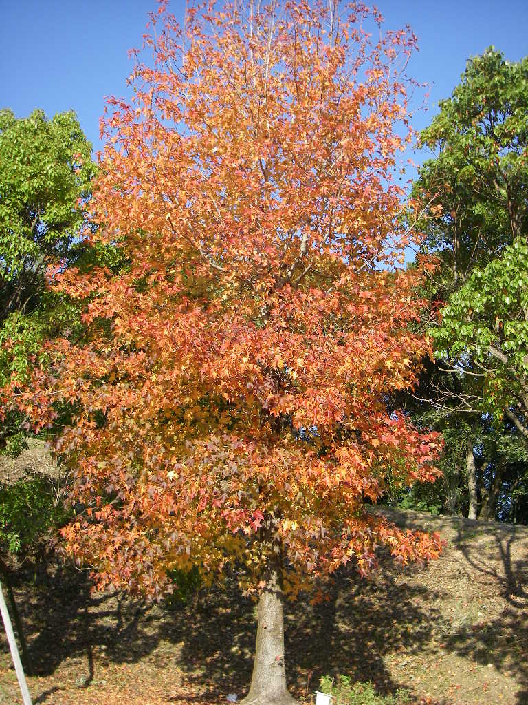 e0060041_7245886.jpg