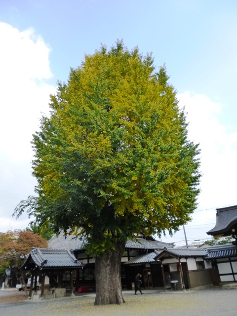 佛光寺さんの銀杏_e0230141_09004867.jpg