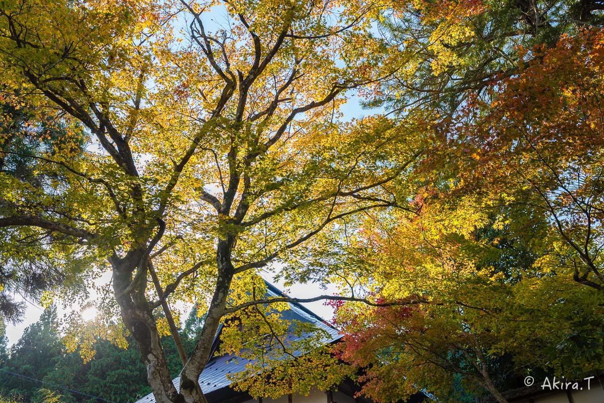 京都の紅葉 2017 〜1〜_f0152550_21273759.jpg