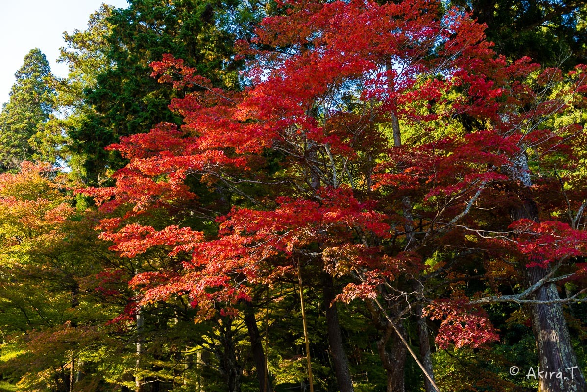 京都の紅葉 2017 〜1〜_f0152550_21294506.jpg