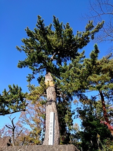 ５８７ 高山樗牛と瞑想の松 五十嵐靖之 趣味の写真と短歌