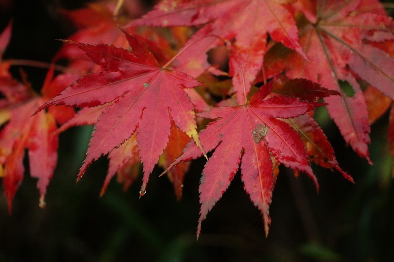 晩秋　朝の森_c0294658_10034145.jpg