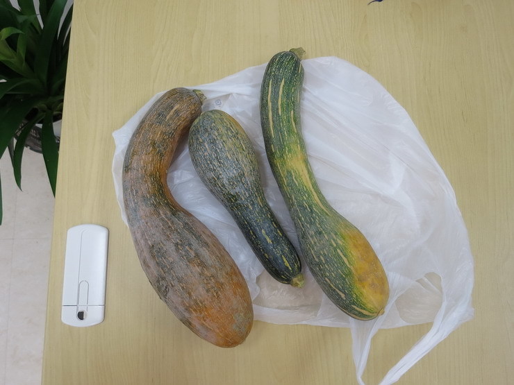 ひょうたんカボチャ 手作りファッション