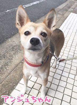 わんこたち、たくさん遊んでいます(*゚▽゚*)_f0357682_17012908.jpg