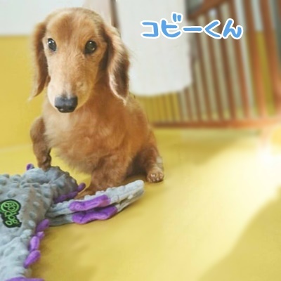 わんこたち、たくさん遊んでいます(*゚▽゚*)_f0357682_17145567.jpg
