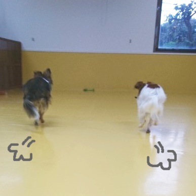 わんこたち、たくさん遊んでいます(*゚▽゚*)_f0357682_17182078.jpg