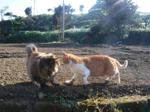 d0195183_00273781.jpeg