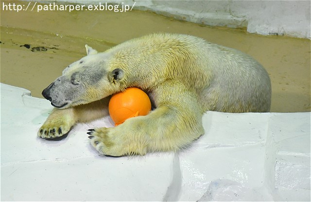 ２０１７年１０月　白浜パンダ見隊　その１２_a0052986_7313872.jpg