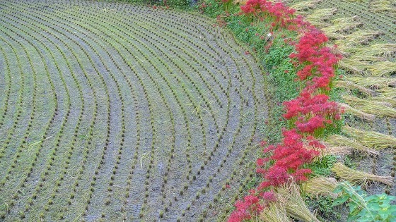 江里山棚田の彼岸花　①_e0176993_07291733.jpg