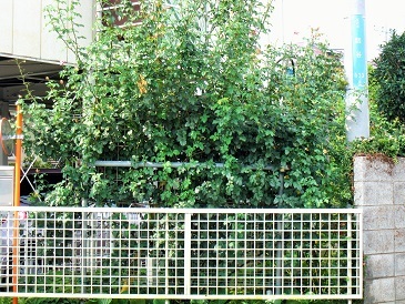 c0117898_21493497.jpg