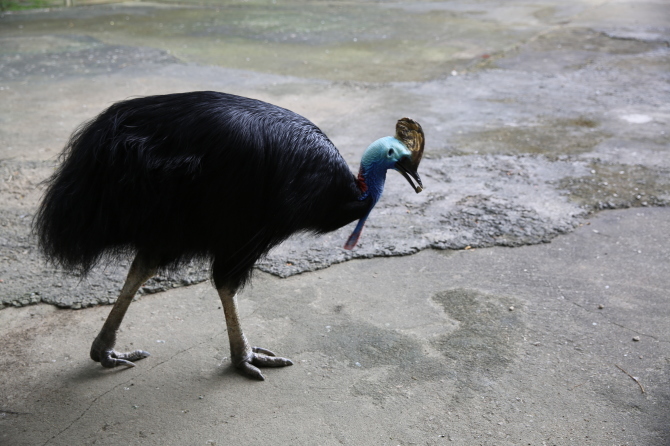 無料動物園で珍獣に遭遇　The animal resort 編_e0319202_00050181.jpg