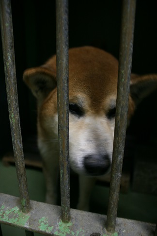 【犬・移動先募集】センター(支所)収容(11/25訪問)_f0242002_13185637.jpg