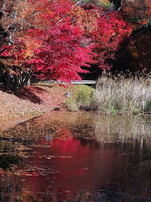 豊田市稲武・タカドヤ湿地の紅葉　2017_e0075403_12142013.jpg