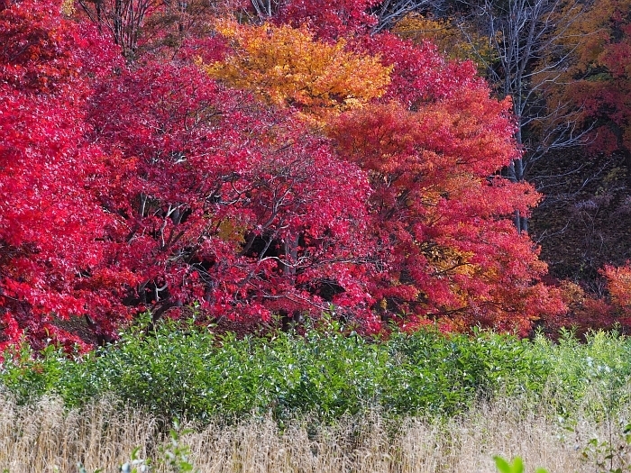 豊田市稲武・タカドヤ湿地の紅葉　2017_e0075403_12144195.jpg