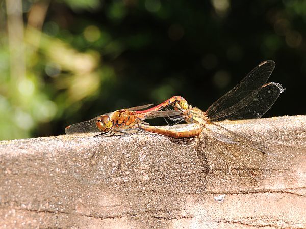 アキアカネ ナツアカネ 一寸の虫にも五分の魂