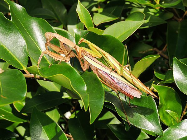 オオカマキリ交尾 コカマキリ 一寸の虫にも五分の魂