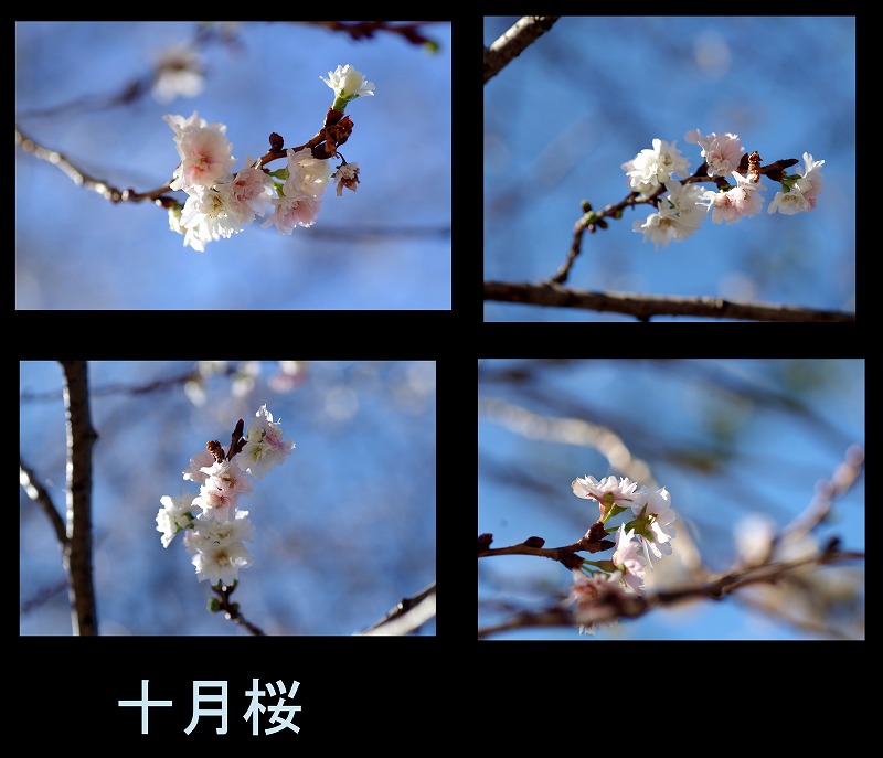 十月桜_d0147812_1634491.jpg