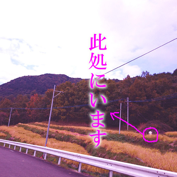 a0329820_23452227.jpg