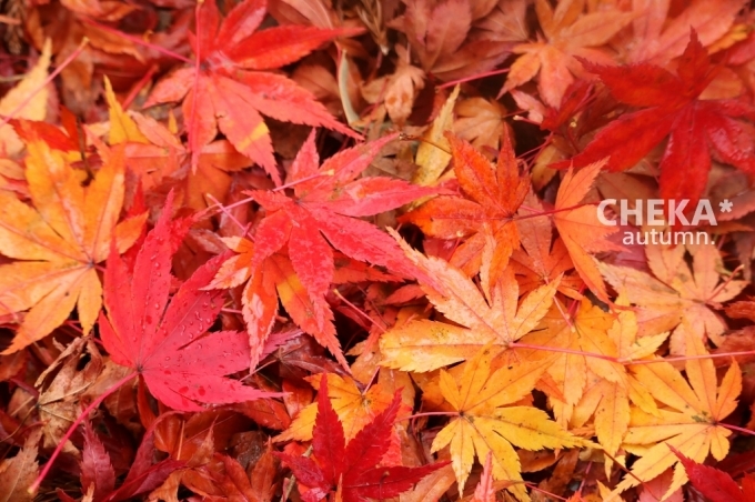 c0229025_21425591.jpg