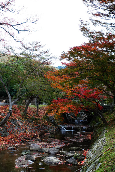 紅葉の奈良公園に行ってみた（2017） その3_e0192725_20082859.jpg