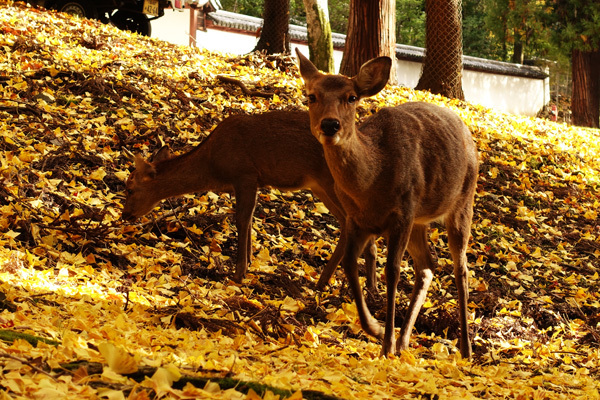 紅葉の奈良公園に行ってみた（2017） その7_e0192725_21011602.jpg