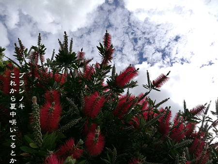 d0042827_18424560.jpg