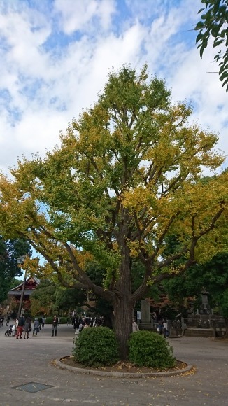 「紅葉と美術館」上野恩賜公園_d0372528_09150628.jpg