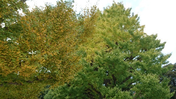 「紅葉と美術館」上野恩賜公園_d0372528_09164485.jpg