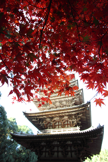 紅葉の醍醐 －醍醐寺（伽藍・前編）－ _b0169330_951221.jpg