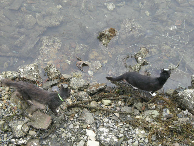 瀬戸内海の「猫の楽園」青島　2_c0141933_11184983.jpg