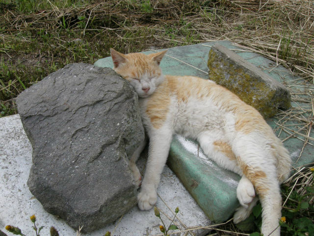 瀬戸内海の「猫の楽園」青島　2_c0141933_11374634.jpg