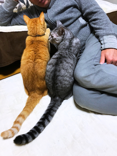 いいつけ男子ィーズ _d0355333_12083726.jpg