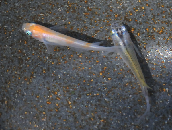 e0097534_1655155.jpg