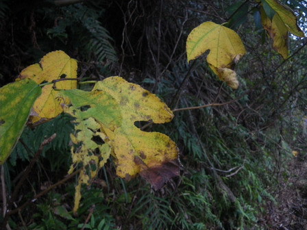 秋深まり、葉の色も、、、_a0123836_17263163.jpg